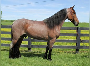 Tennessee walking horse, Gelding, 8 years, 15 hh, Bay