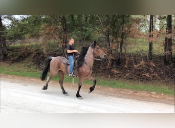Tennessee walking horse, Gelding, 8 years, 15 hh, Bay