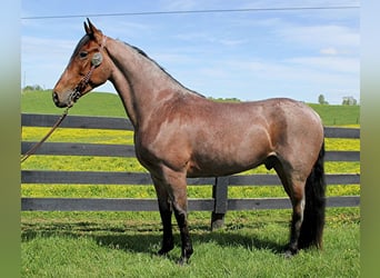 Tennessee walking horse, Gelding, 8 years, 15 hh, Bay