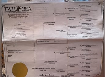 Tennessee walking horse, Gelding, 8 years, 15 hh, Buckskin