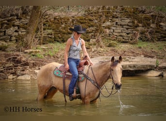 Tennessee walking horse, Gelding, 8 years, 15 hh, Buckskin