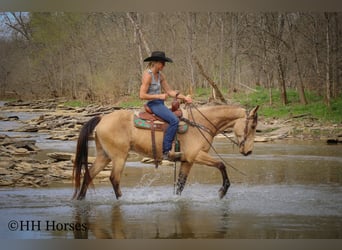 Tennessee walking horse, Gelding, 8 years, 15 hh, Buckskin