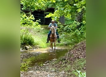 Tennessee walking horse, Gelding, 8 years, 15 hh, Palomino