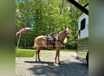 Tennessee walking horse, Gelding, 8 years, 15 hh, Palomino