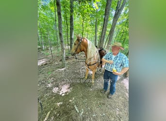 Tennessee walking horse, Gelding, 8 years, 15 hh, Palomino