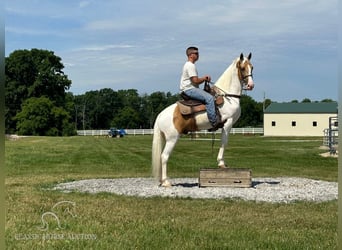 Tennessee walking horse, Gelding, 8 years, 15 hh, Palomino