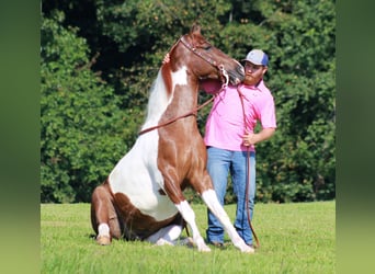 Tennessee walking horse, Gelding, 8 years, 15 hh, Tobiano-all-colors