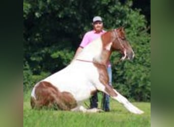 Tennessee walking horse, Gelding, 8 years, 15 hh, Tobiano-all-colors