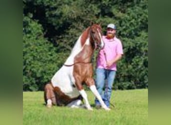 Tennessee walking horse, Gelding, 8 years, 15 hh, Tobiano-all-colors