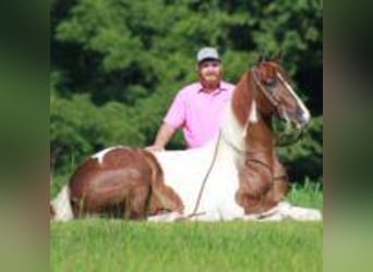 Tennessee walking horse, Gelding, 8 years, 15 hh, Tobiano-all-colors