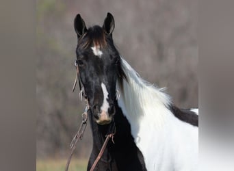 Tennessee walking horse, Gelding, 8 years, 15 hh, Tobiano-all-colors