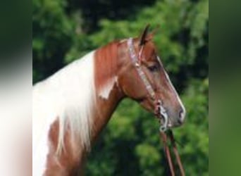 Tennessee walking horse, Gelding, 8 years, 15 hh, Tobiano-all-colors