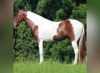 Tennessee walking horse, Gelding, 8 years, 15 hh, Tobiano-all-colors
