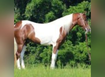 Tennessee walking horse, Gelding, 8 years, 15 hh, Tobiano-all-colors