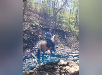 Tennessee walking horse, Gelding, 8 years, 16 hh, Buckskin