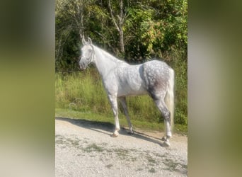 Tennessee Walking Horse, Wallach, 8 Jahre, 16 hh, Schimmel