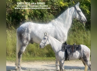 Tennessee Walking Horse, Wallach, 8 Jahre, 16 hh, Schimmel