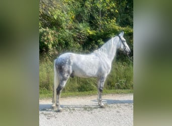 Tennessee Walking Horse, Wallach, 8 Jahre, 16 hh, Schimmel