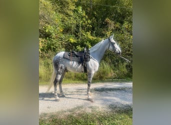 Tennessee Walking Horse, Wallach, 8 Jahre, 16 hh, Schimmel