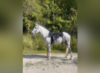 Tennessee Walking Horse, Wallach, 8 Jahre, 16 hh, Schimmel