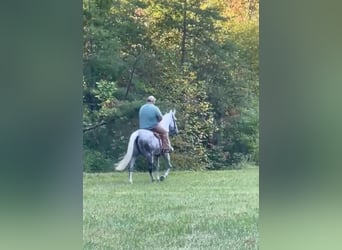 Tennessee Walking Horse, Wallach, 8 Jahre, 16 hh, Schimmel