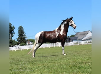 Tennessee walking horse, Gelding, 8 years, 17 hh, Tobiano-all-colors