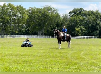 Tennessee walking horse, Gelding, 8 years, 17 hh, Tobiano-all-colors