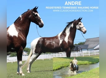 Tennessee walking horse, Gelding, 8 years, 17 hh, Tobiano-all-colors