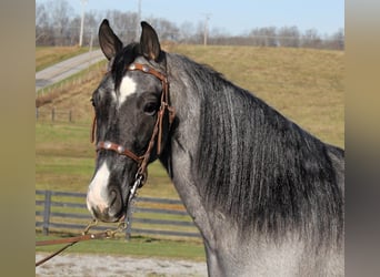 Tennessee walking horse, Gelding, 8 years, Roan-Blue