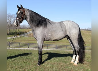 Tennessee walking horse, Gelding, 8 years, Roan-Blue