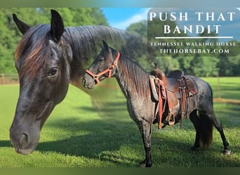 Tennessee walking horse, Gelding, 8 years, Roan-Blue