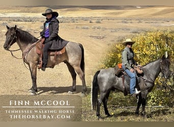 Tennessee walking horse, Gelding, 8 years, Roan-Blue