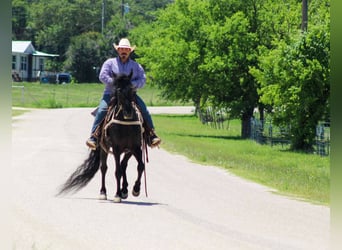 Tennessee walking horse, Gelding, 9 years, 14.3 hh, Black