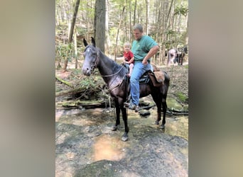 Tennessee walking horse, Gelding, 9 years, 14 hh, Black