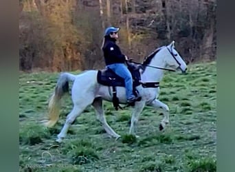 Tennessee Walking Horse, Wallach, 9 Jahre, 14 hh, Schimmel