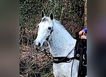 Tennessee walking horse, Gelding, 9 years, 14 hh, Gray