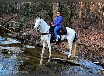 Tennessee Walking Horse, Wallach, 9 Jahre, 14 hh, Schimmel