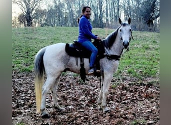 Tennessee Walking Horse, Wallach, 9 Jahre, 14 hh, Schimmel