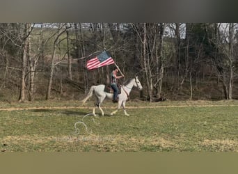 Tennessee walking horse, Gelding, 9 years, 14 hh, Grey