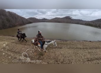 Tennessee walking horse, Gelding, 9 years, 14 hh, Grey