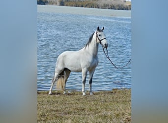 Tennessee walking horse, Gelding, 9 years, 14 hh, Grey