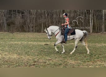 Tennessee walking horse, Gelding, 9 years, 14 hh, Grey