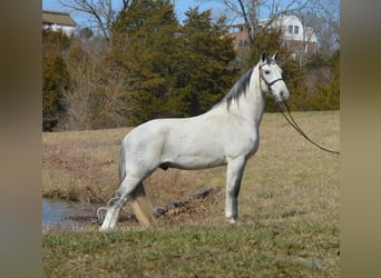 Tennessee walking horse, Gelding, 9 years, 14 hh, Grey