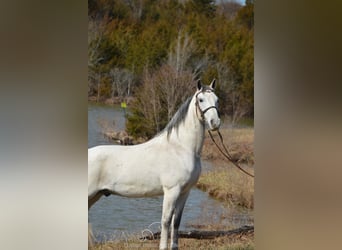 Tennessee walking horse, Gelding, 9 years, 14 hh, Grey