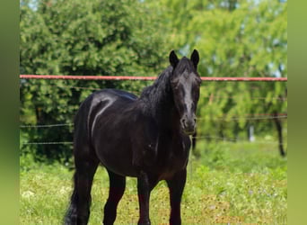 Tennessee walking horse, Gelding, 9 years, 14,3 hh, Black
