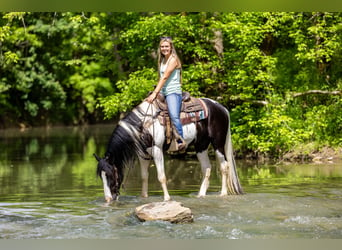 Tennessee walking horse, Gelding, 9 years, 15.1 hh, Tobiano-all-colors