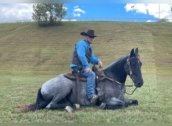 Tennessee walking horse, Gelding, 9 years, 15,3 hh, Roan-Blue