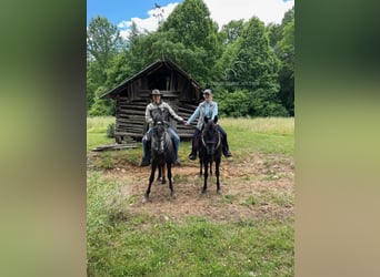 Tennessee walking horse, Gelding, 9 years, 15 hh, Black