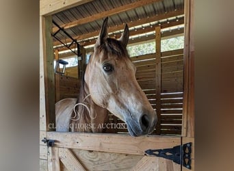 Tennessee walking horse, Gelding, 9 years, 15 hh, Buckskin