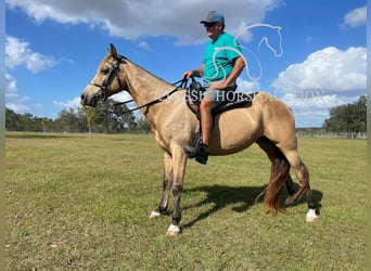 Tennessee walking horse, Gelding, 9 years, 15 hh, Buckskin